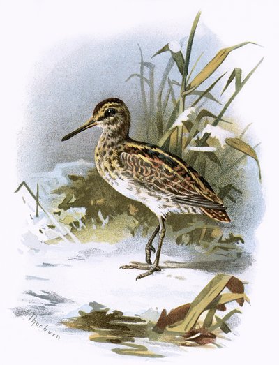 Jack Snipe by English School